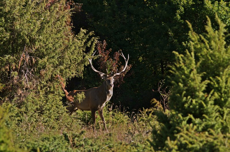 Un''arena molto contesa